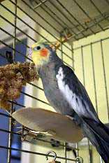 Watch this millet go all over his carpet